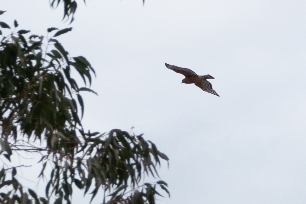 Red-shouldered Hawk - ML633891718