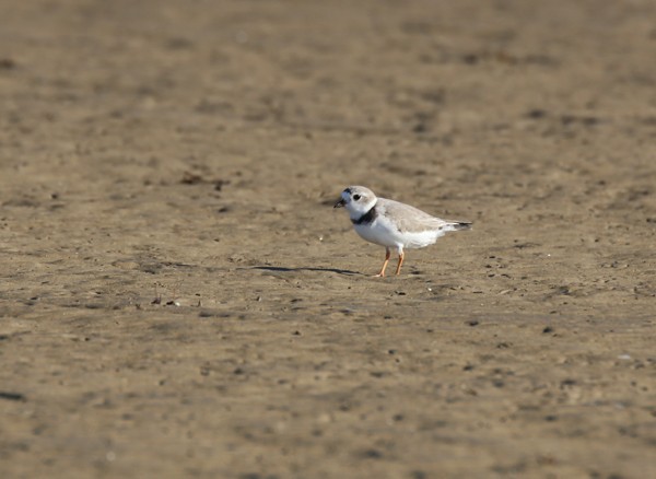 Piping Plover - ML633891721
