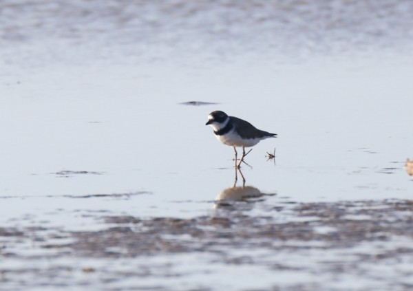 Semipalmated Plover - ML633891823