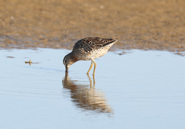 Short-billed Dowitcher - ML633891835