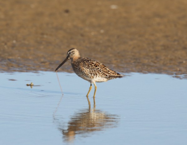 Short-billed Dowitcher - ML633891843