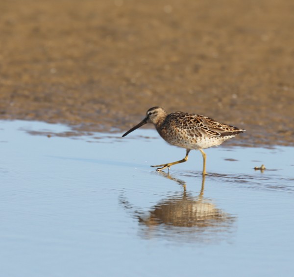 Short-billed Dowitcher - ML633891845