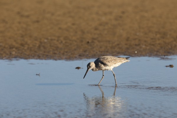 Piro piro semipalmato (inornata) - ML633891851