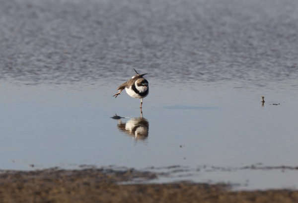 Wilson's Plover - ML633891866