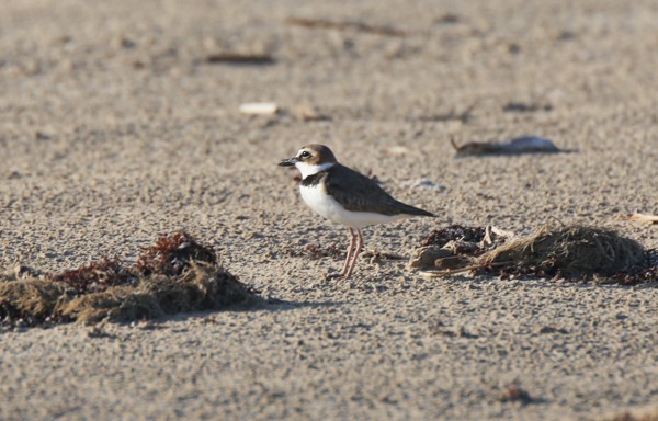 Wilson's Plover - ML633891876