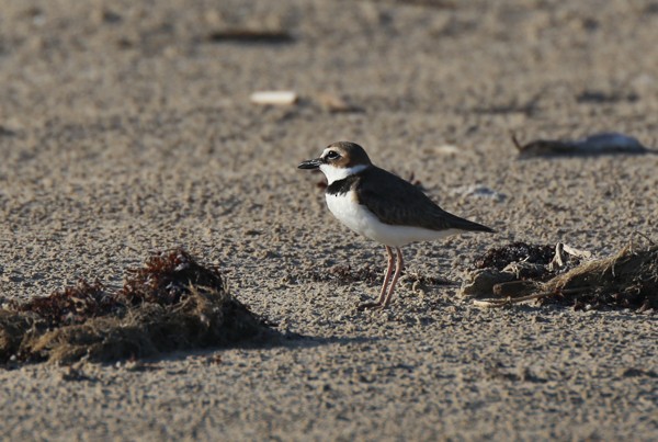 Wilson's Plover - ML633891884