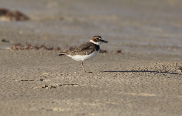 Wilson's Plover - ML633891894