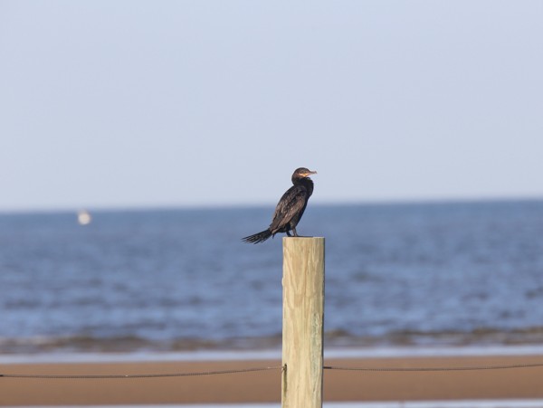 Neotropic Cormorant - ML633891911