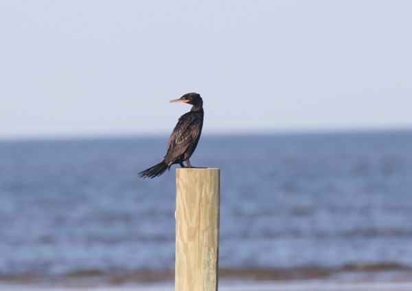 Neotropic Cormorant - ML633891917