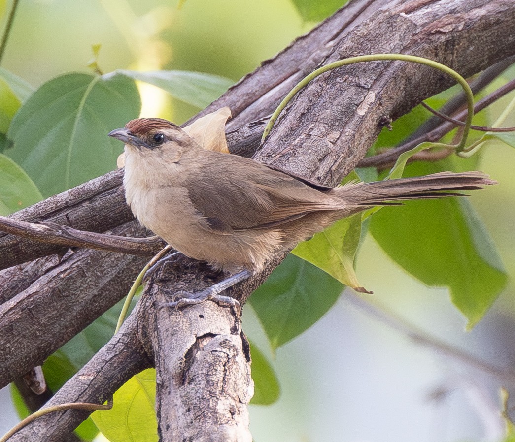 Rufous-fronted Thornbird (Rufous-fronted) - ML633892036