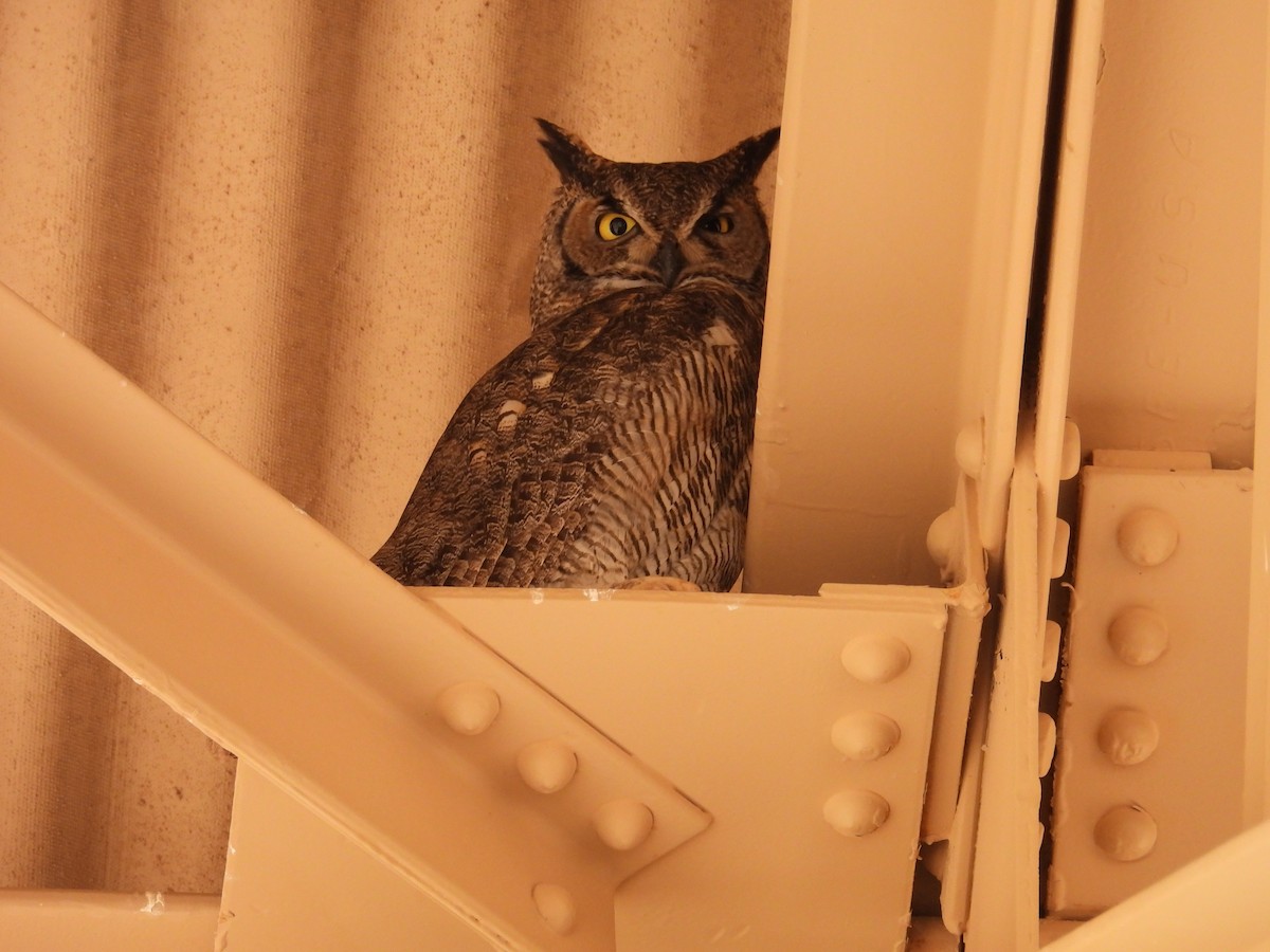 Great Horned Owl - ML633892243
