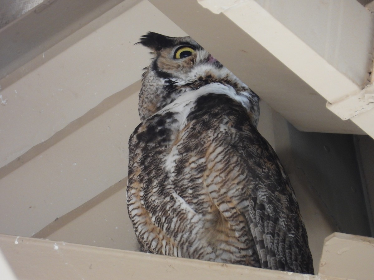 Great Horned Owl - ML633892250