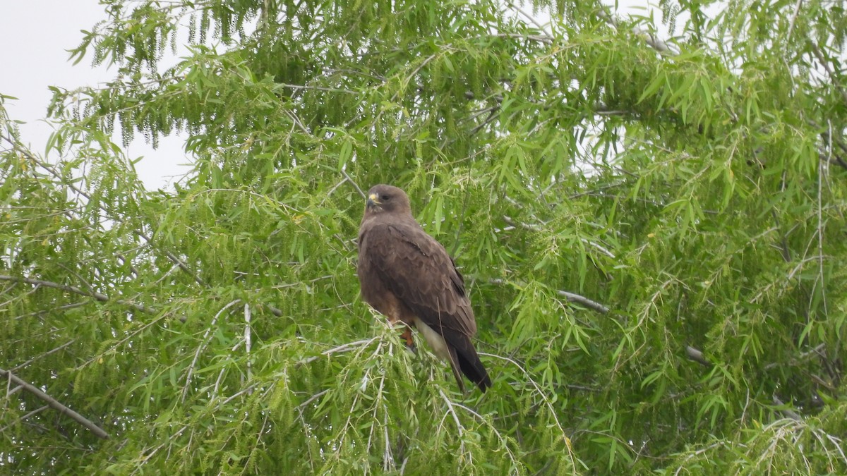 Swainson's Hawk - ML633892252