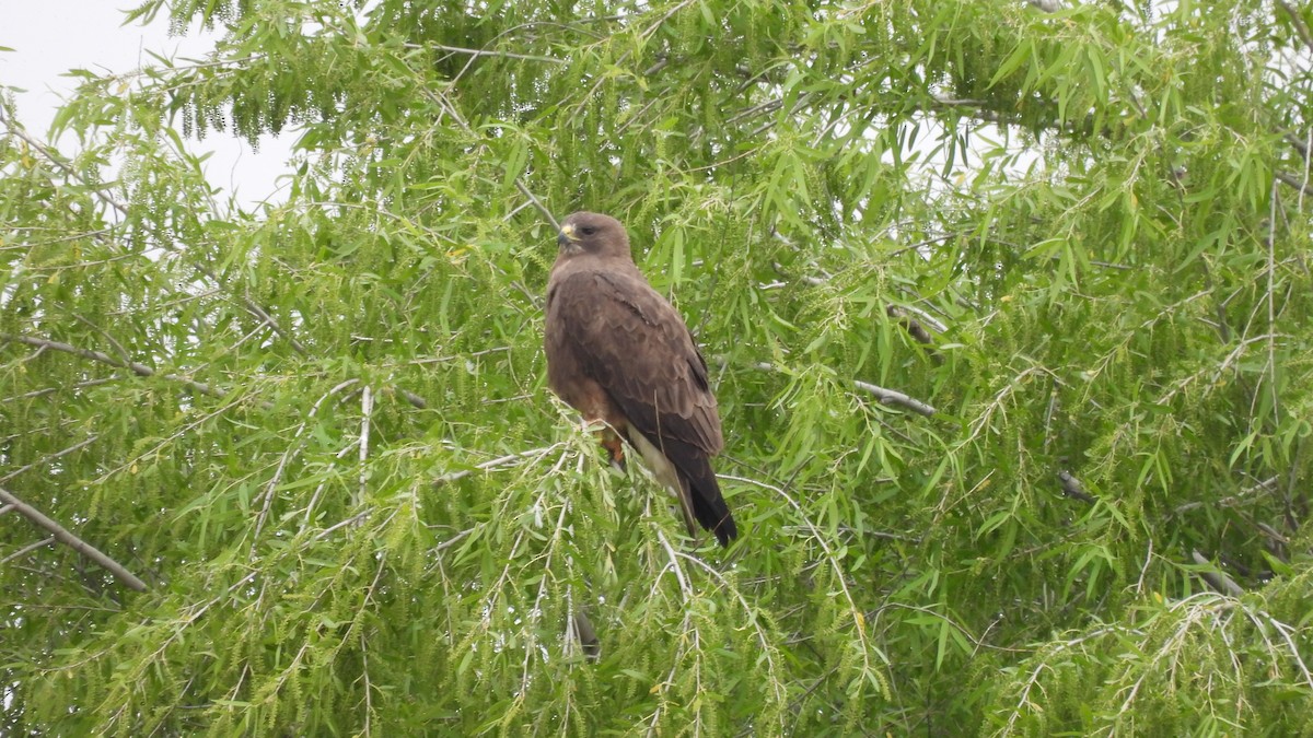 Swainson's Hawk - ML633892254