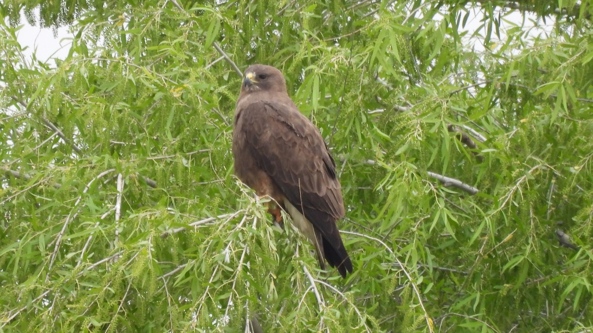 Swainson's Hawk - ML633892255