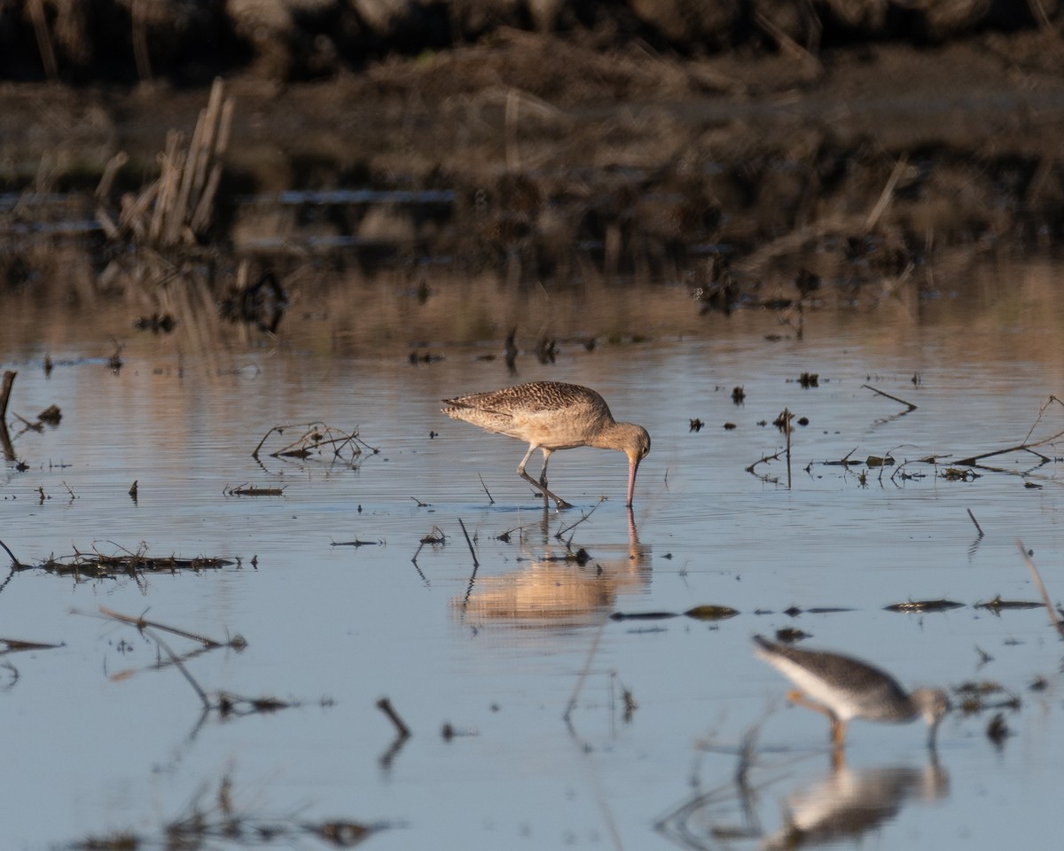 Marbled Godwit - ML633892355