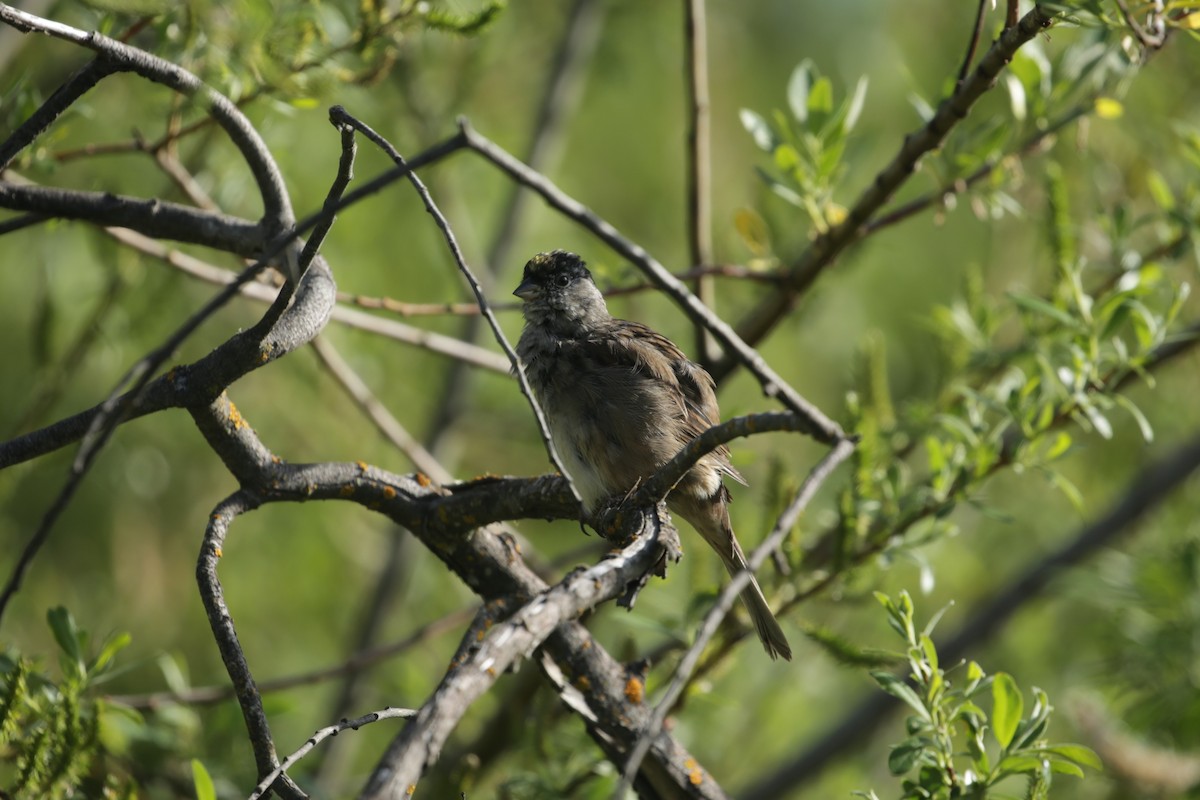 Bruant à couronne dorée - ML633892559