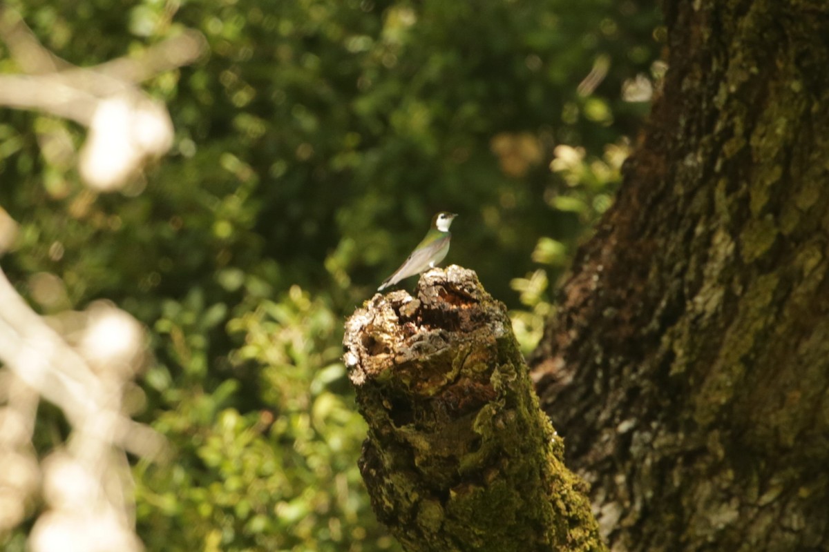 Hirondelle à face blanche - ML633892582
