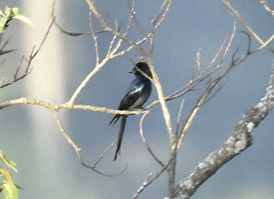 bronsedrongo - ML633892708