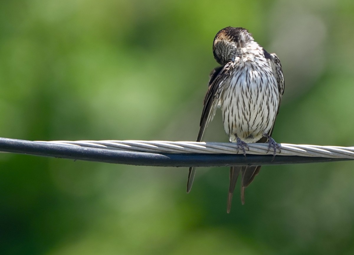Eastern Red-rumped Swallow (Striated) - ML633892783
