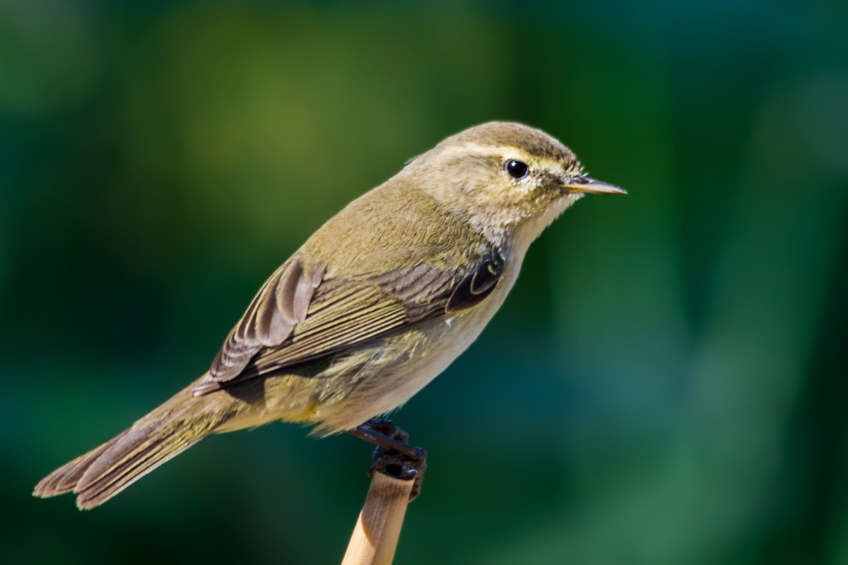 Common Chiffchaff - ML633892896