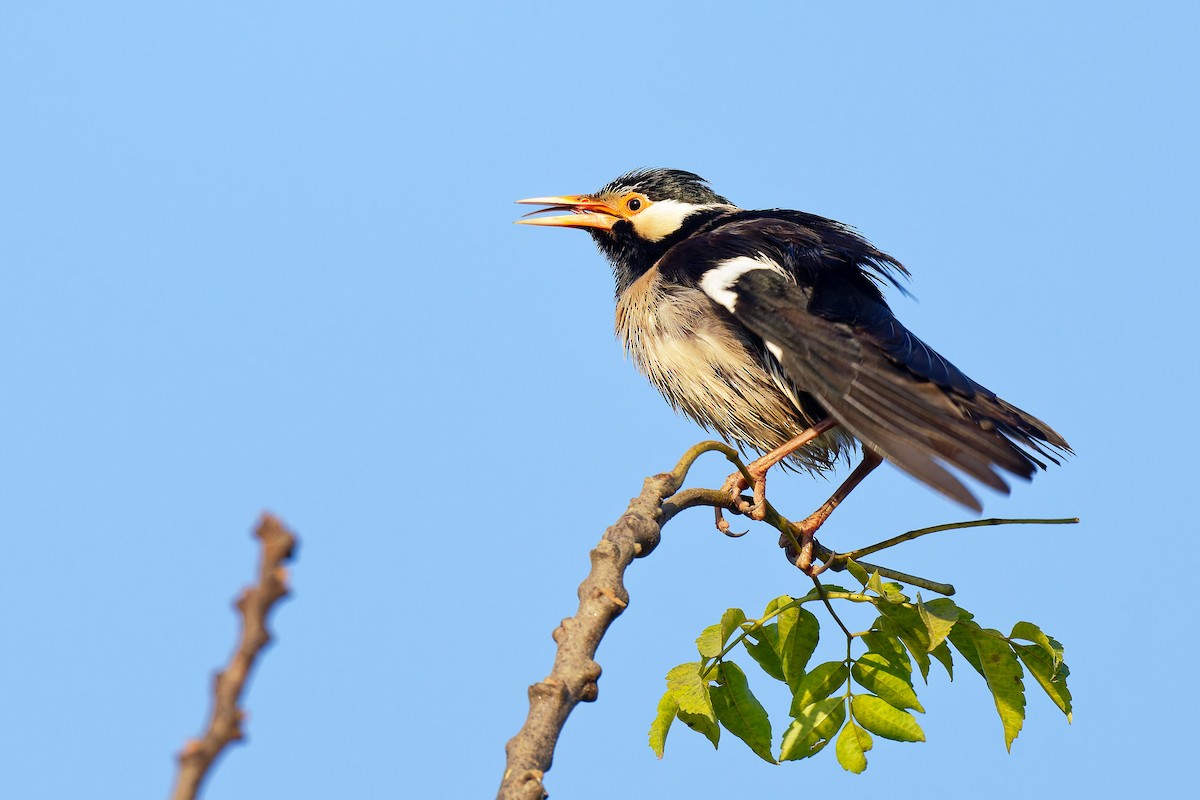 Indian Pied Starling - ML633893055