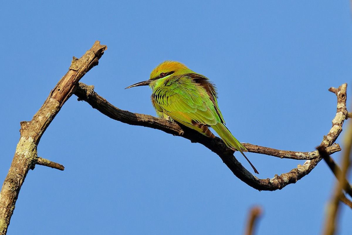 Asian Green Bee-eater - ML633893061