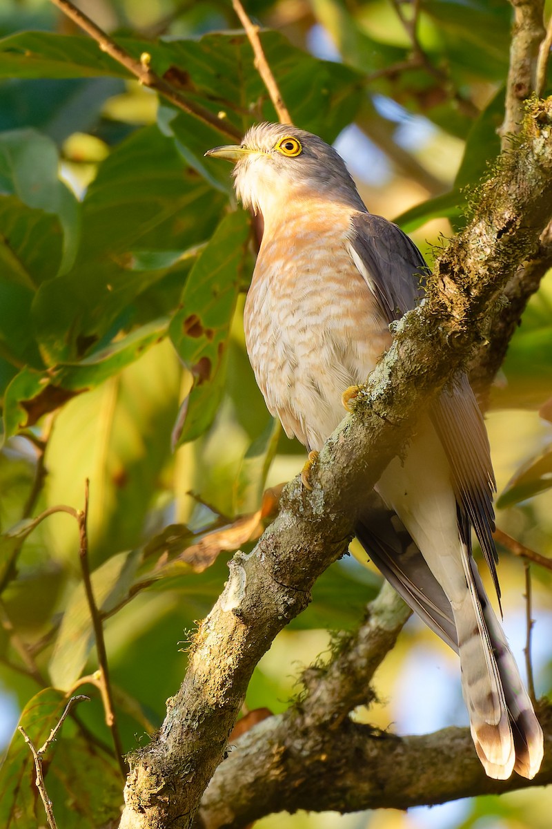 Common Hawk-Cuckoo - ML633893062