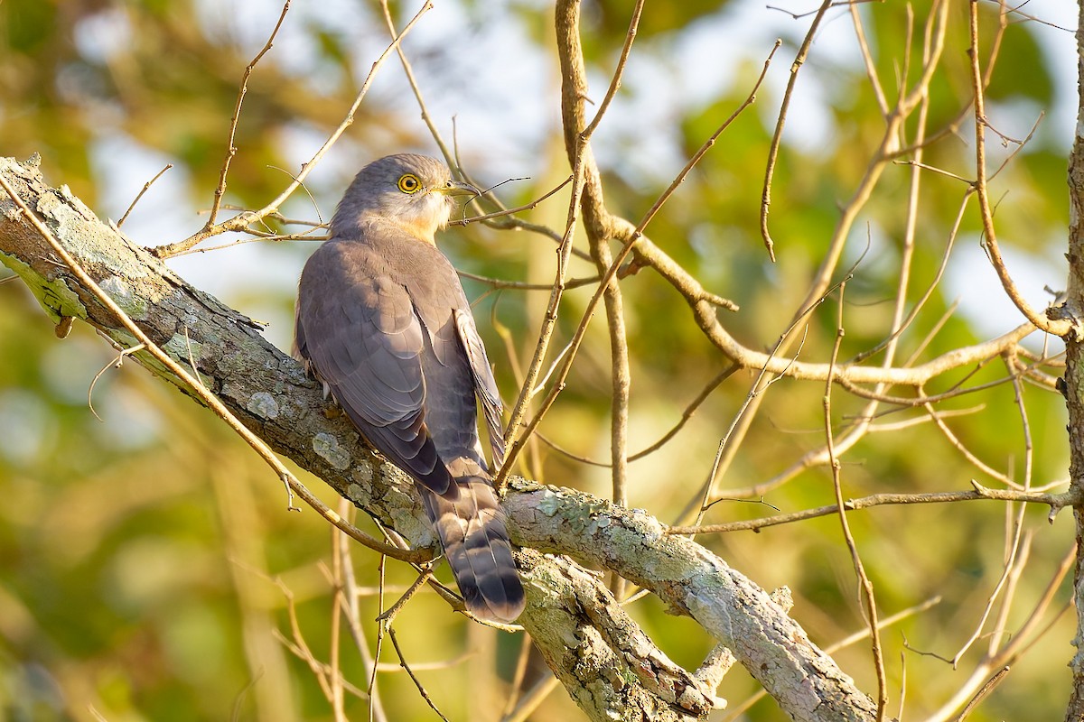 Common Hawk-Cuckoo - ML633893063