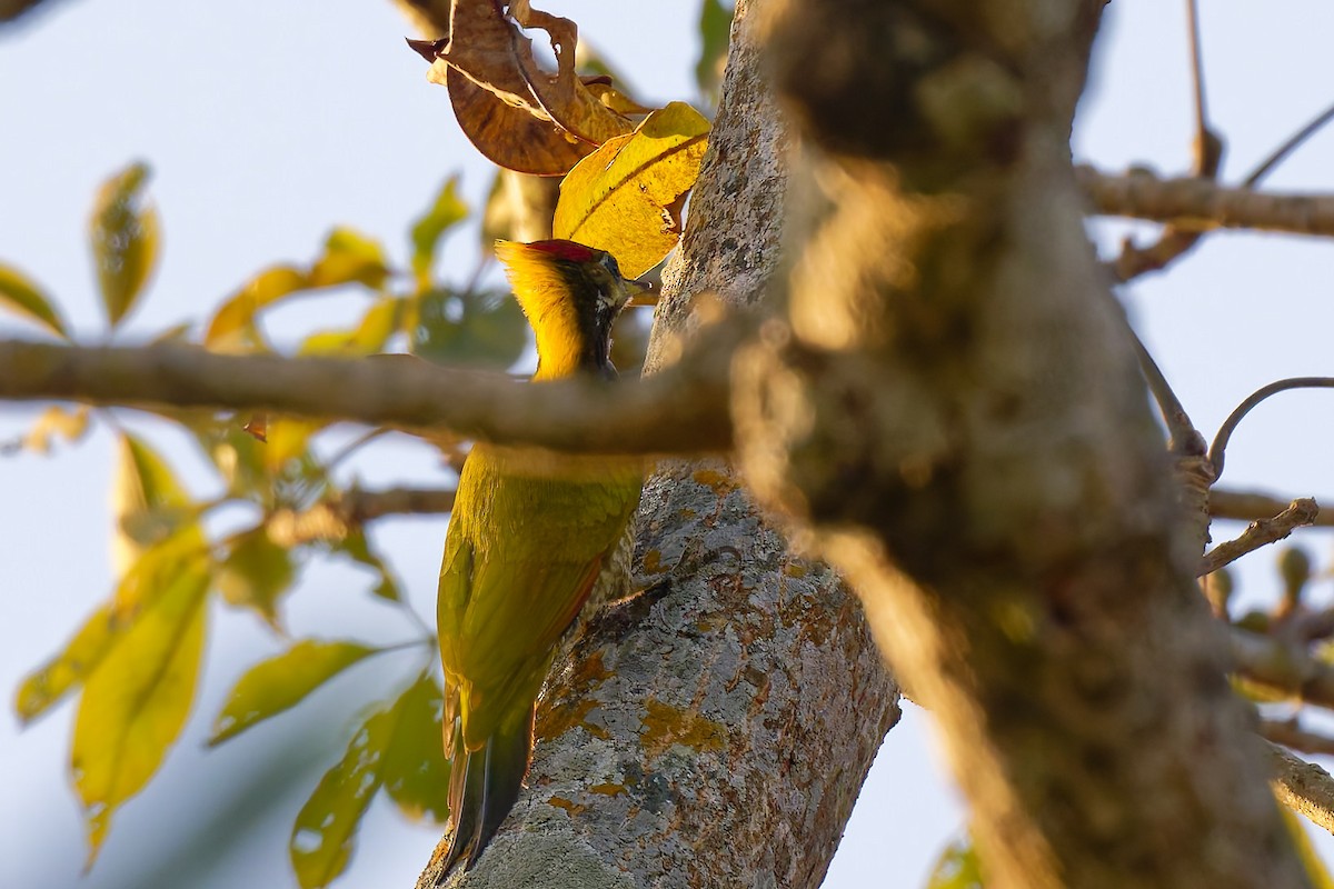 Lesser Yellownape - ML633893067