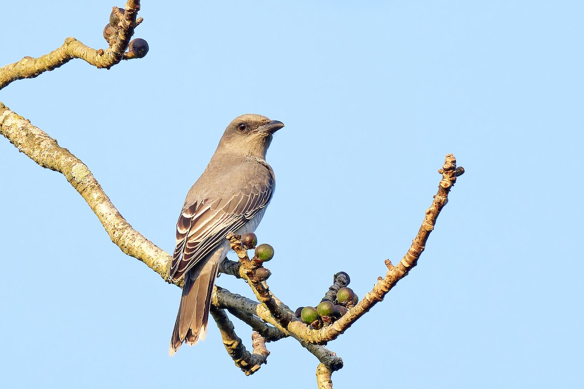 Oriental Cuckooshrike - ML633893072