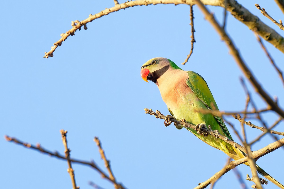 Red-breasted Parakeet - ML633893075