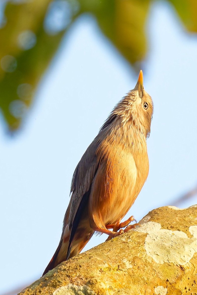 Chestnut-tailed Starling - ML633893077