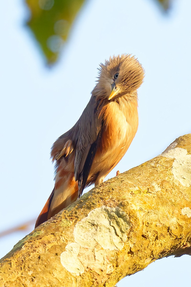 Chestnut-tailed Starling - ML633893078