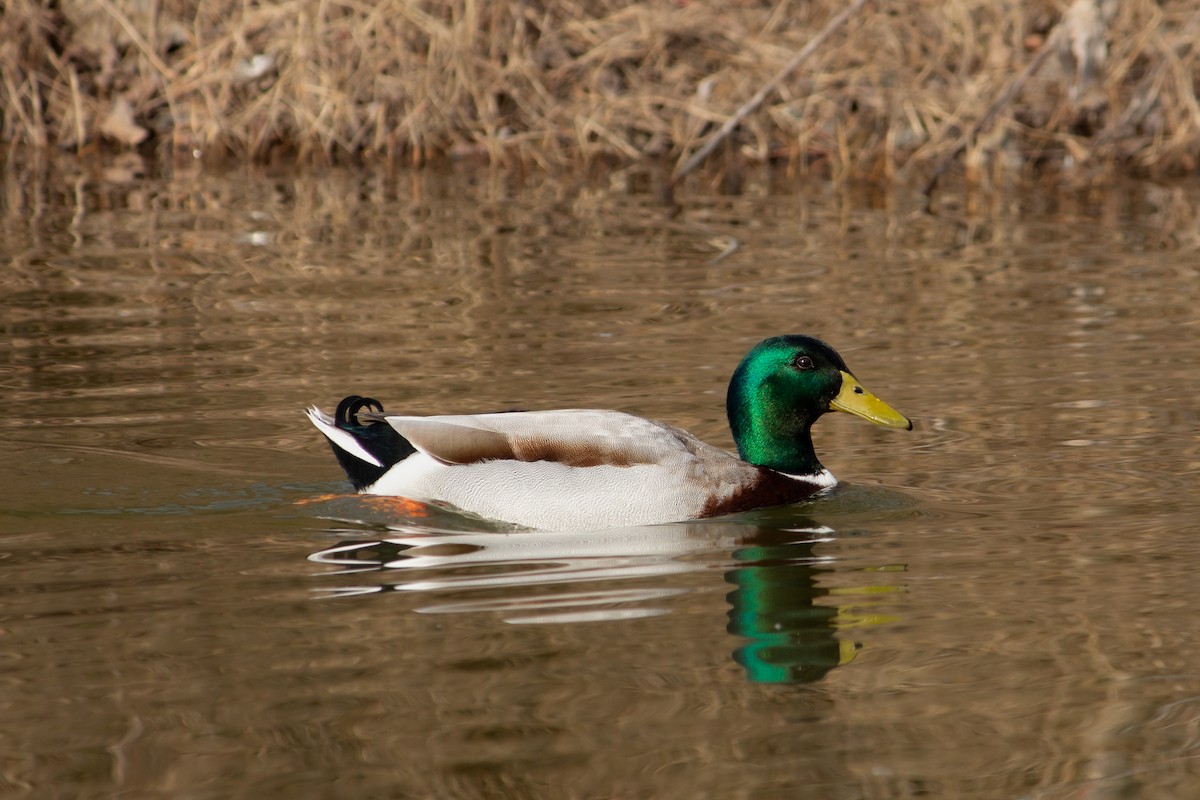 Mallard - ML633893425