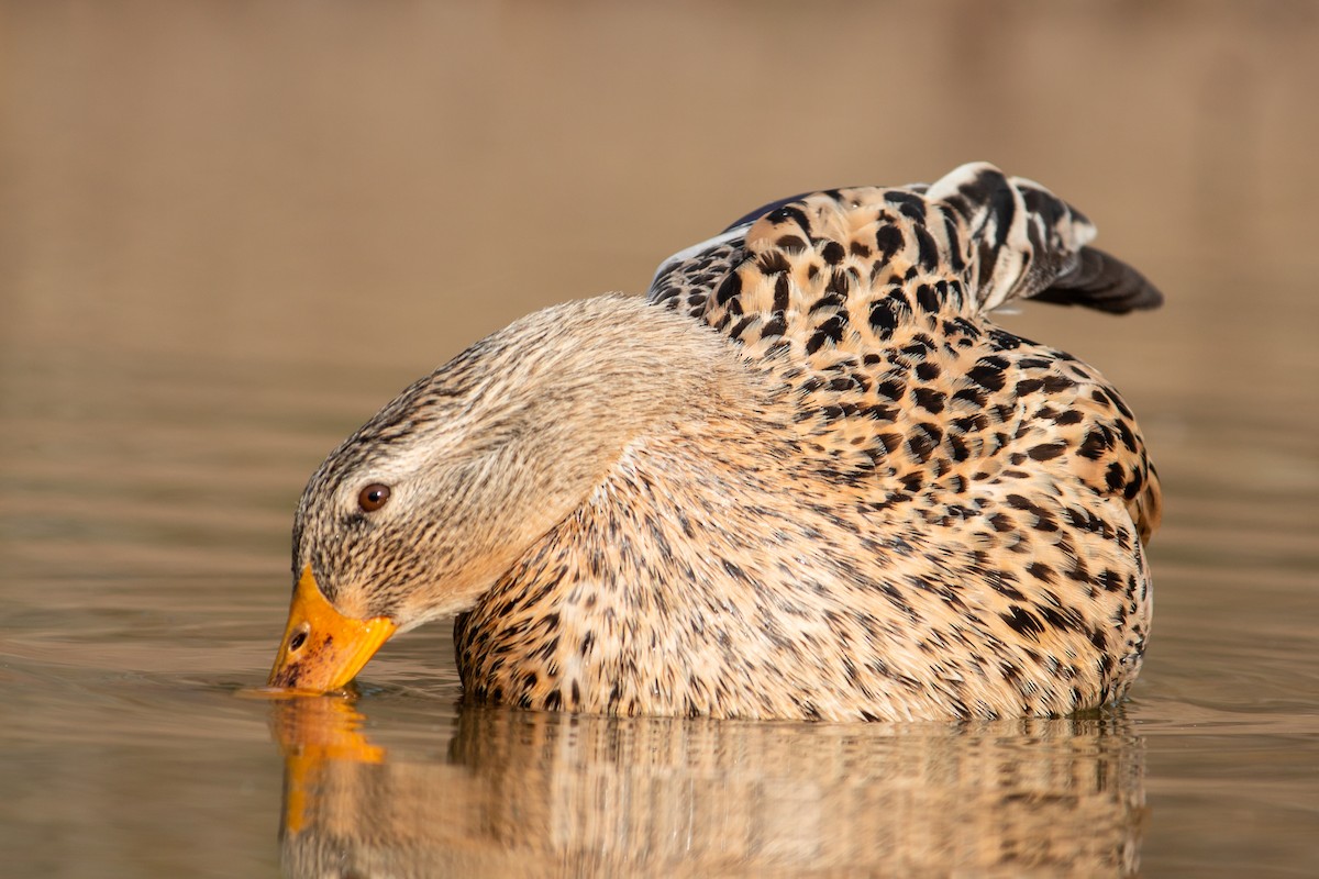 Mallard - ML633893427