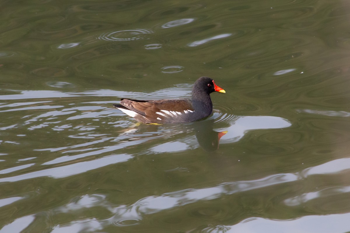 Eurasian Moorhen - ML633893431