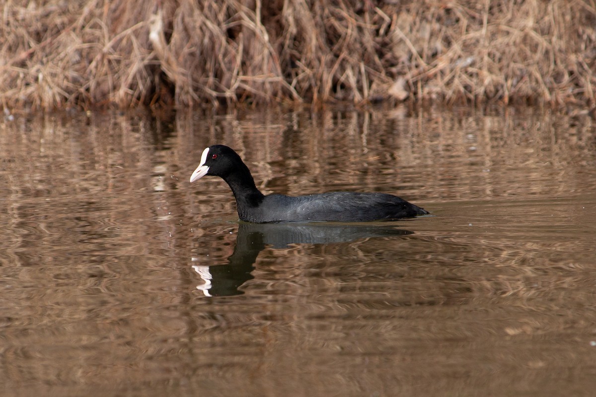 Eurasian Coot - ML633893433