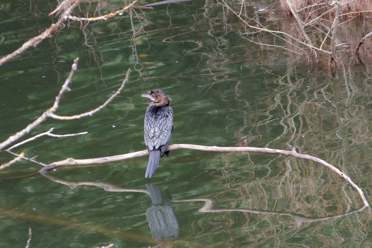 Pygmy Cormorant - ML633893436