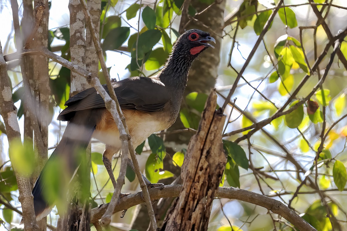 West Mexican Chachalaca - ML633893464