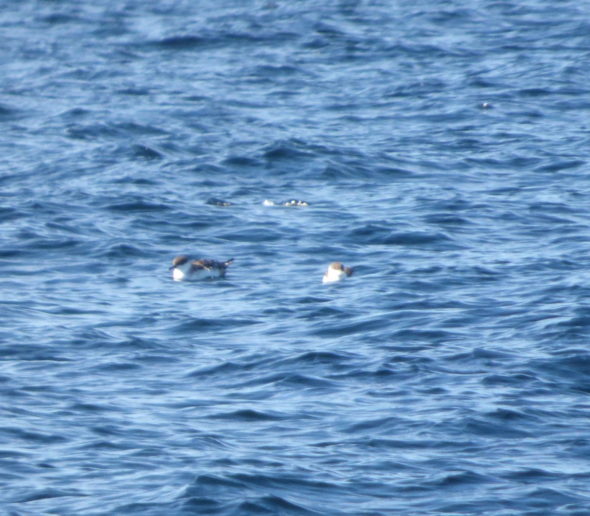 Great Shearwater - ML63389351