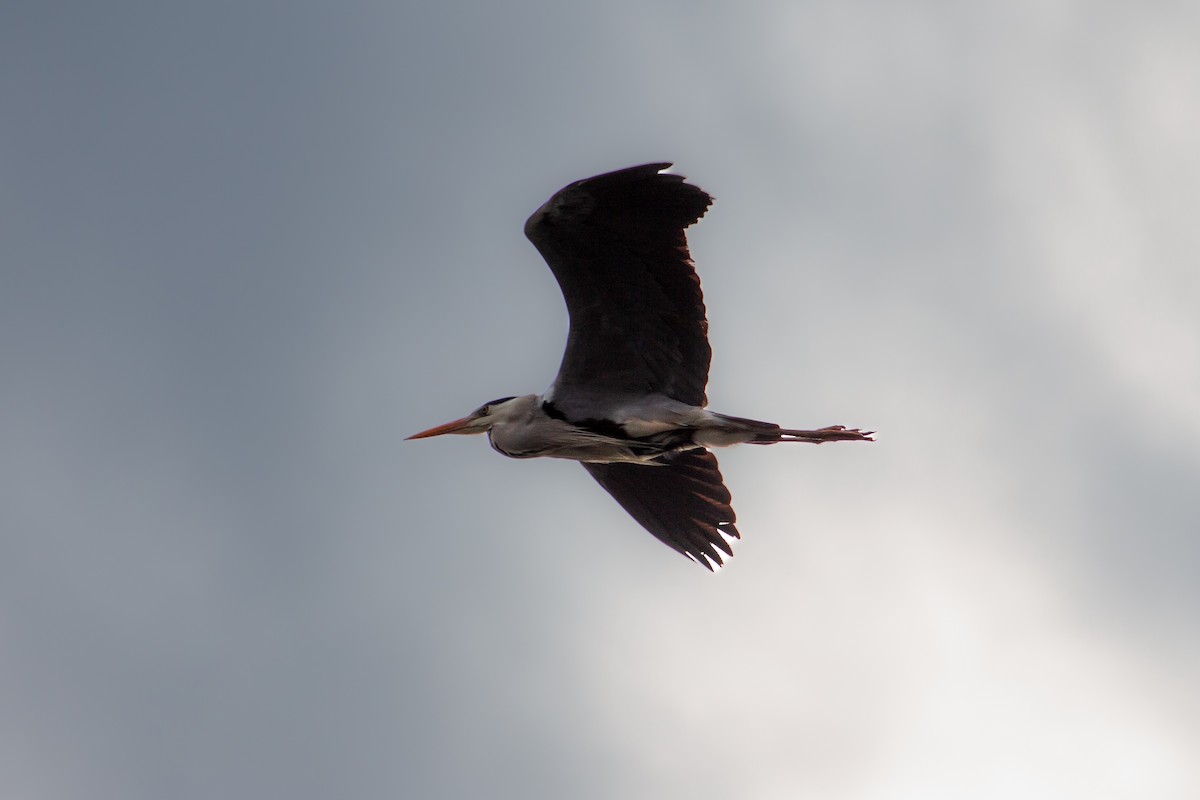 Gray Heron - ML633893515