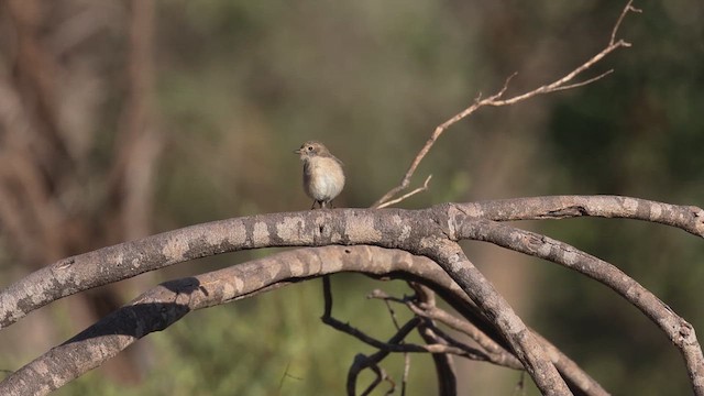 Red-capped Robin - ML633893581