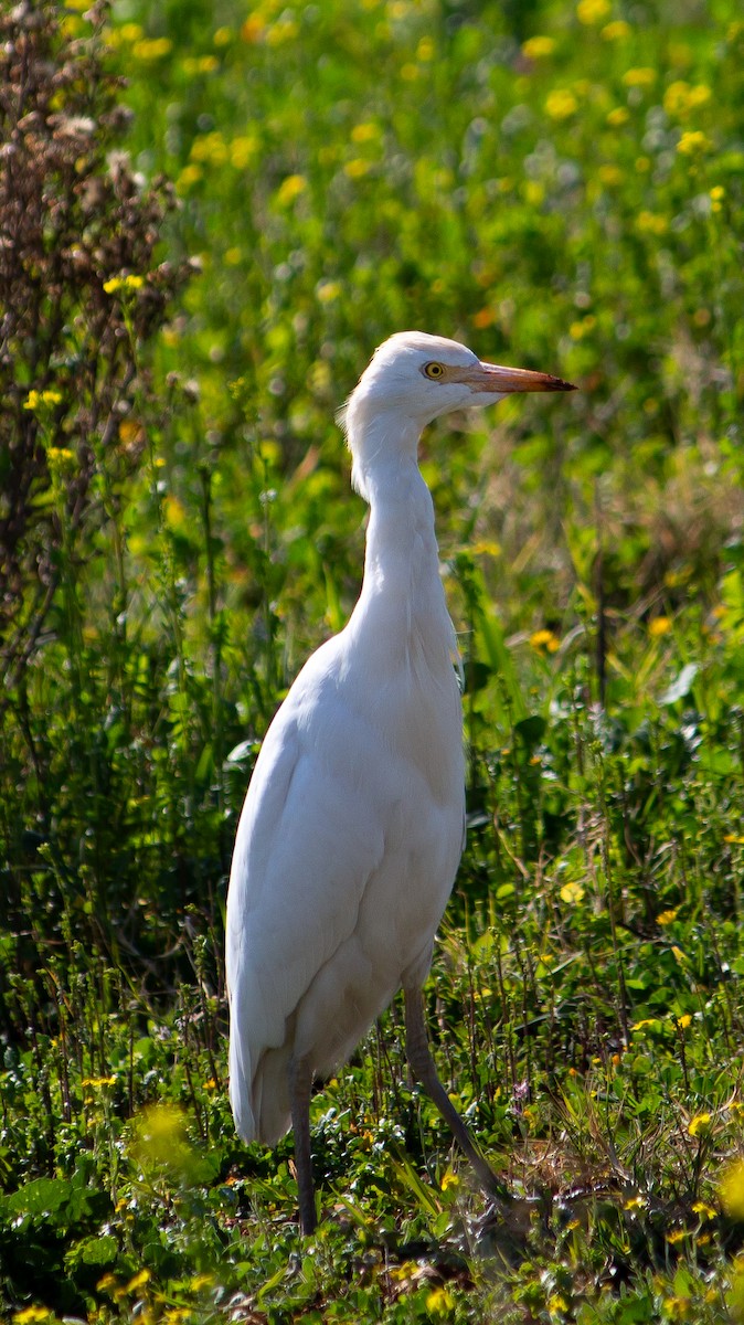Western Cattle-Egret - ML633893587
