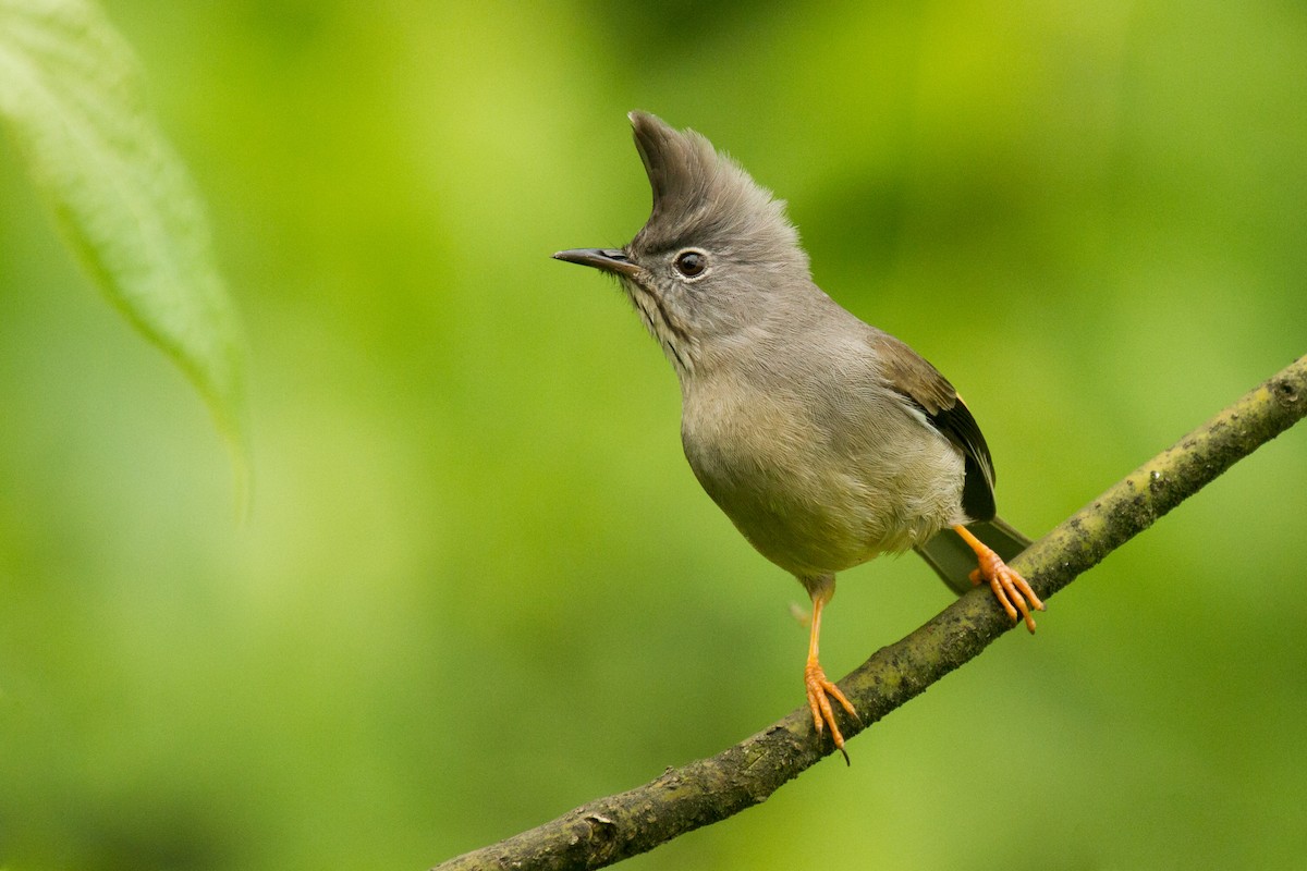 Stripe-throated Yuhina - ML633893590