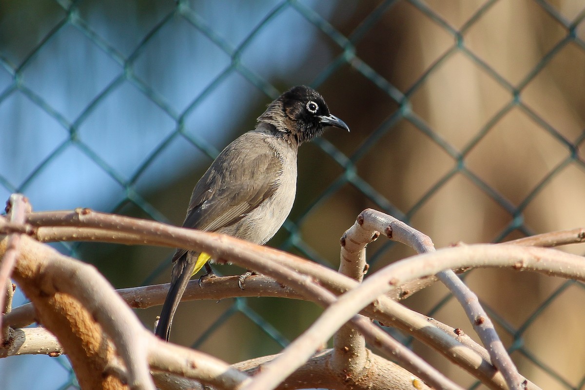 White-spectacled Bulbul - yiğit kaan kahraman