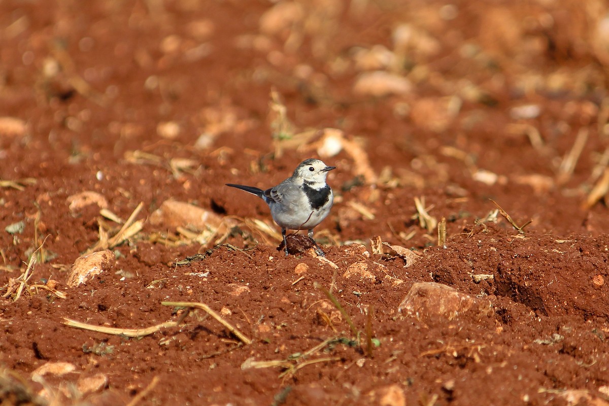 White Wagtail - ML633893598