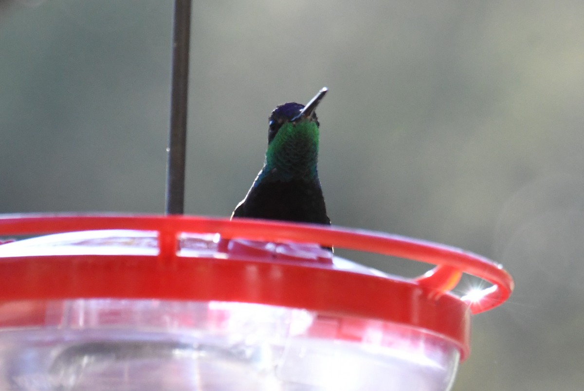 Rivoli's Hummingbird - ML633893605