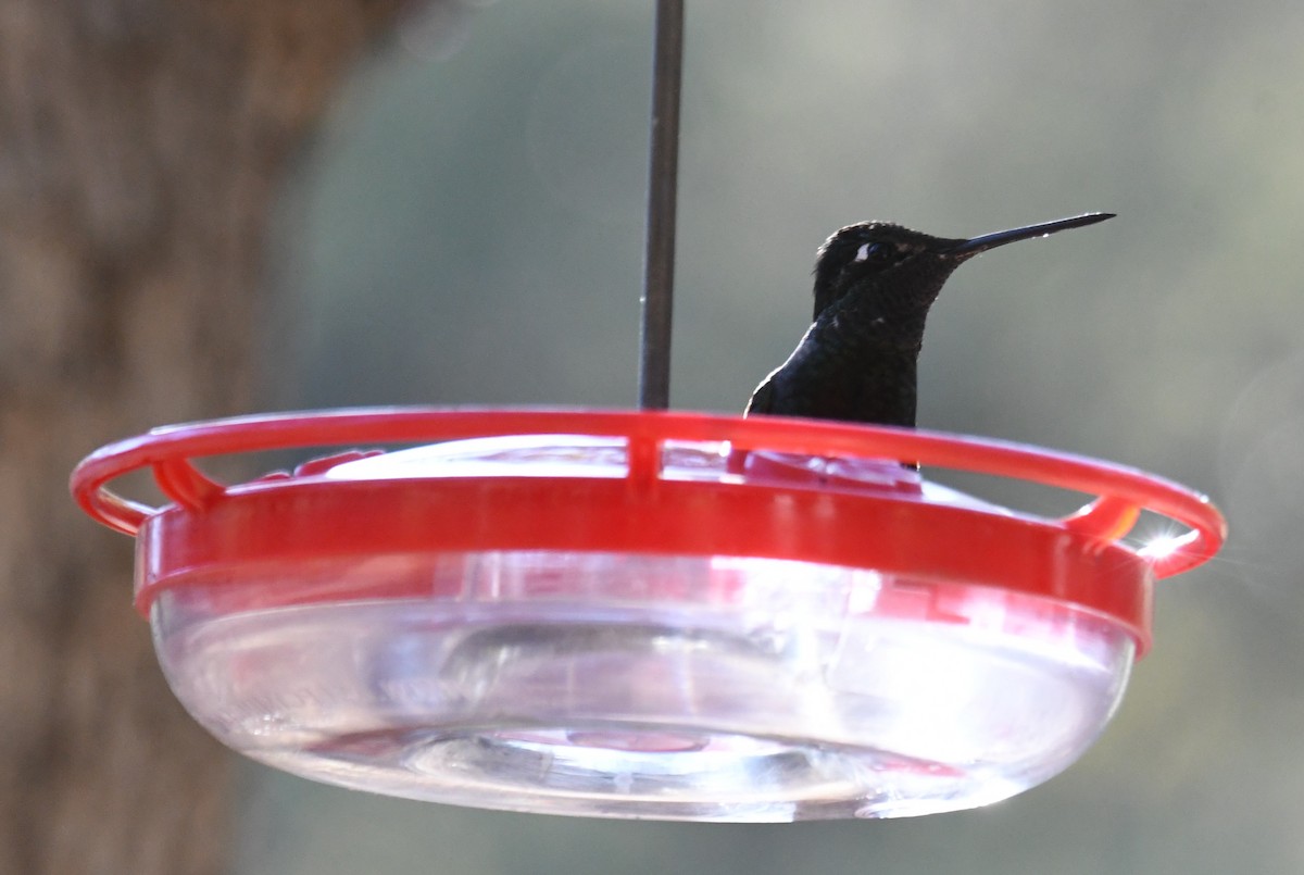 Rivoli's Hummingbird - ML633893606
