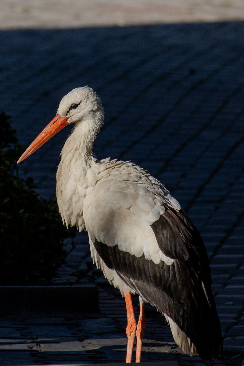 White Stork - ML633893668